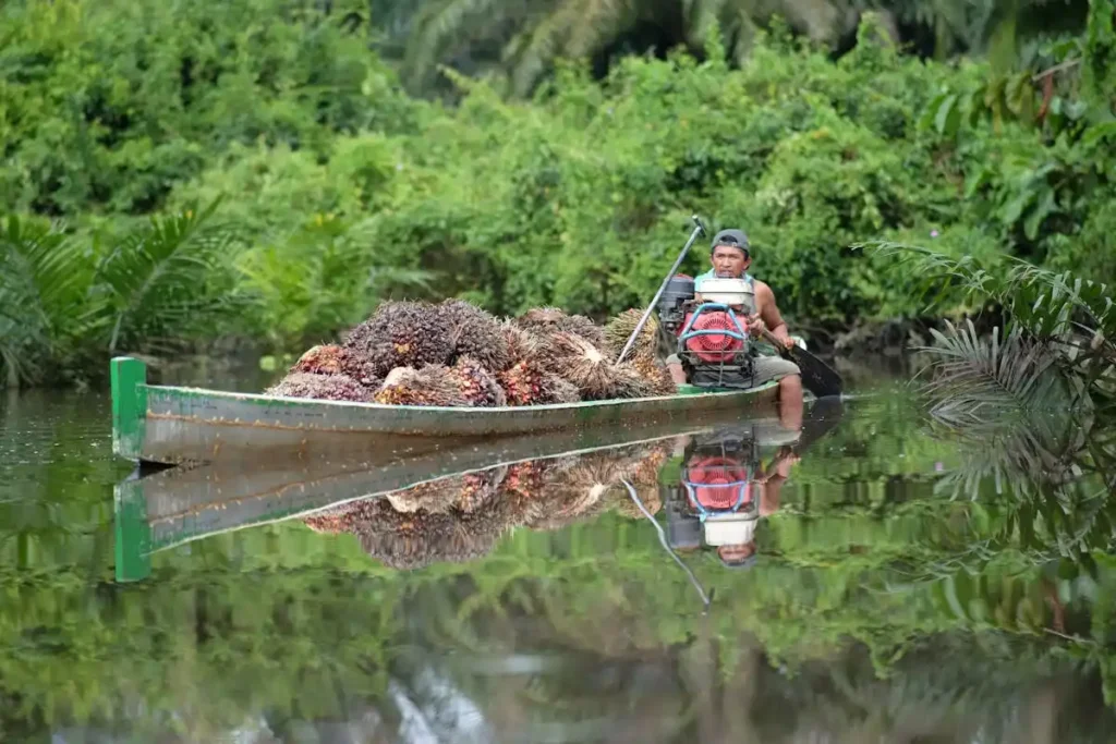Pengangkutan buah kelapa sawit di perkebunan Indonesia