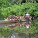 Pengangkutan buah kelapa sawit di perkebunan Indonesia