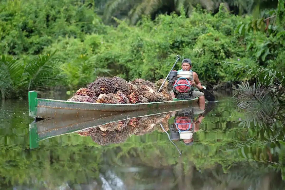 crude palm oil adalah